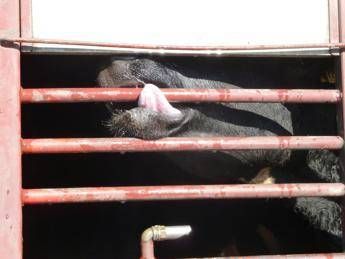 Dall'Ue alla Turchia, l''orribile' viaggio del bestiame verso il macello /Foto Dall'Ue alla Turchia, l''orribile' viaggio del bestiame verso il macello /Foto